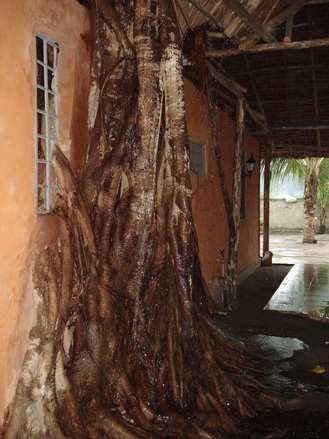 The tree that grows inside the restaurant building gives a genuine, rustic touch to Bomani. 