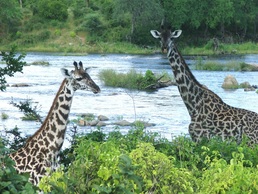 Bomani Beach Bungalows arrange safaris. You can also get your own close up images of the Tanzanian wild life!